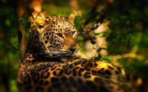 Trees, leaves, leopard hidden in the forest, sun rays wallpaper thumb