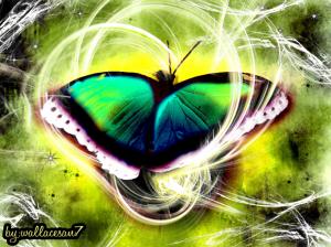 borboleta nature paradise HD wallpaper thumb