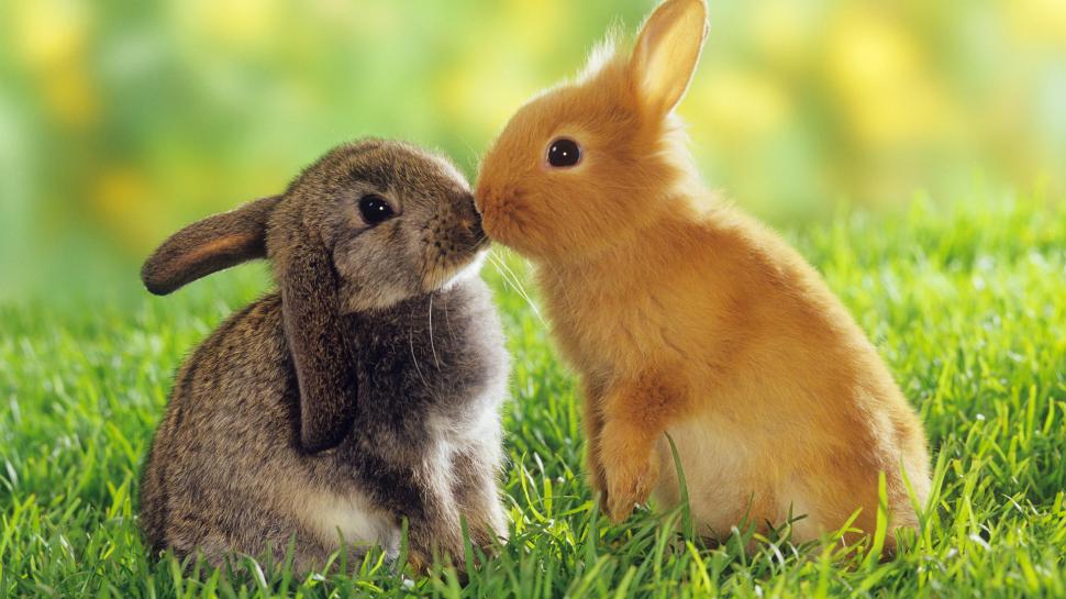 Cute Bunny, Adorable, Rabbits, Hairy,Grass wallpaper,cute bunny HD wallpaper,adorable HD wallpaper,rabbits HD wallpaper,hairy HD wallpaper,grass HD wallpaper,1920x1080 wallpaper