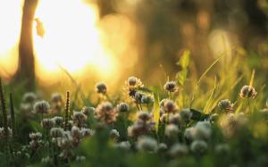 Morning light, grass, plants, flowers, sun rays wallpaper thumb
