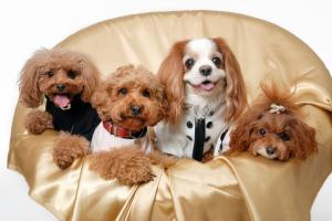 Family Of Poodle Dog  High Res Stock Photos Free wallpaper thumb