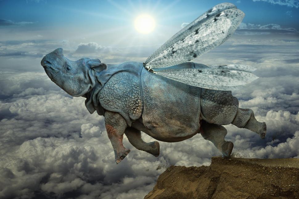 Flying Rhino with wings Vuelo wallpaper,funny HD wallpaper,3d HD wallpaper,flying HD wallpaper,rhino HD wallpaper,2000x1335 wallpaper