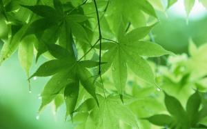 Green maple leaf after the spring rain wallpaper thumb