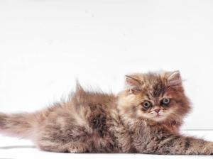 Furry kitten, white background wallpaper thumb