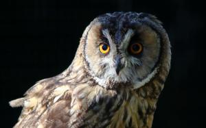Owl close-up, black background wallpaper thumb