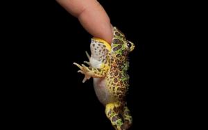Frog Bite Finger wallpaper thumb