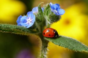 Insect Ladybug on flower wallpaper thumb