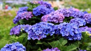 Hydrangea flowers blooms in the spring wallpaper thumb