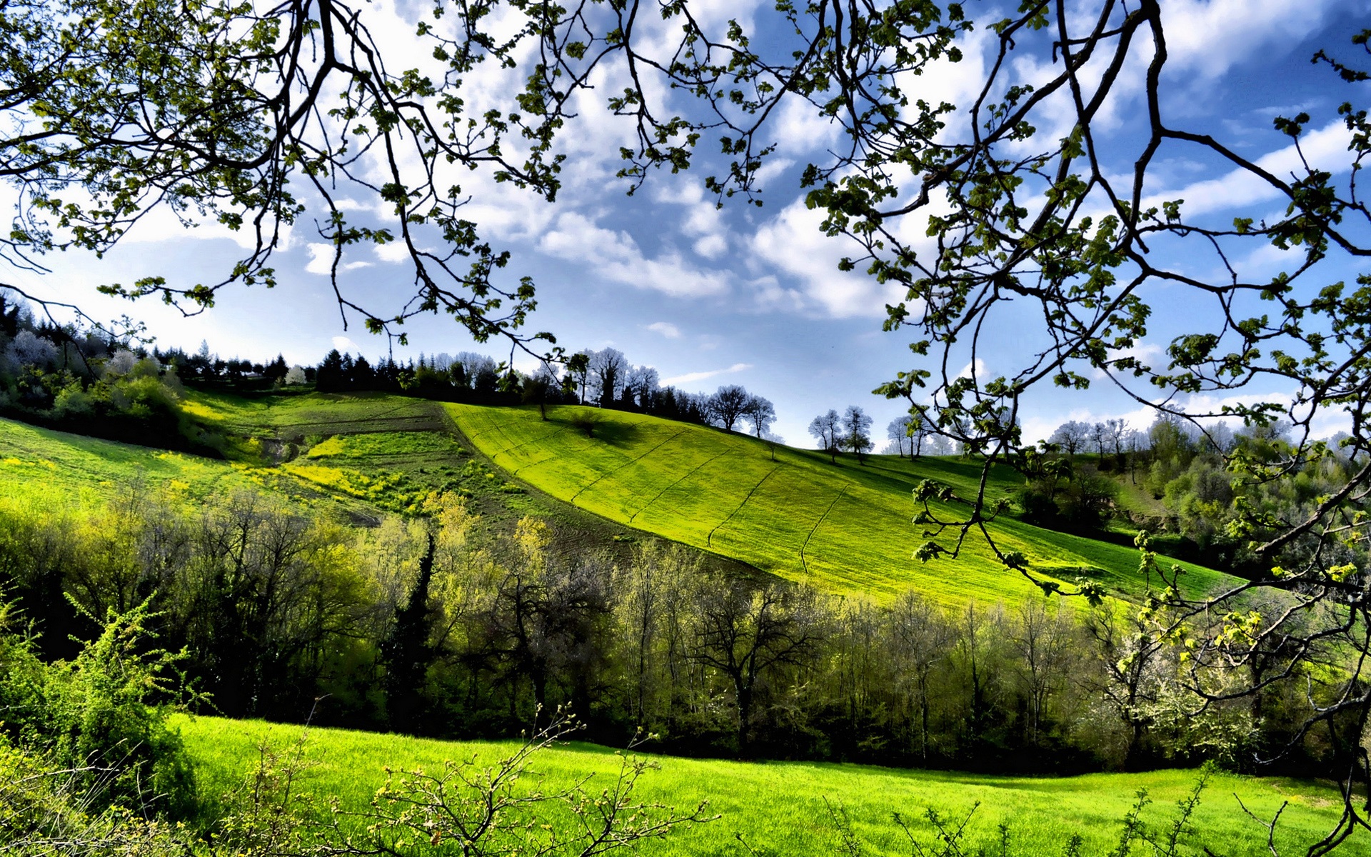 Spring scenery, fields, trees, greenery wallpaper | nature and