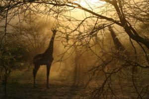 Trees, giraffes, fog wallpaper thumb