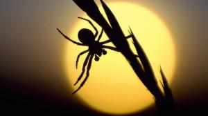 Sunset Silhouettes Scotland Spiders Best wallpaper thumb
