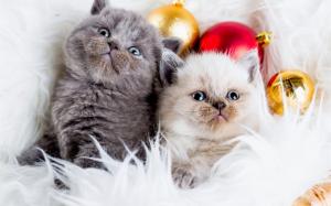 Gray cat, white cat, Christmas balls wallpaper thumb