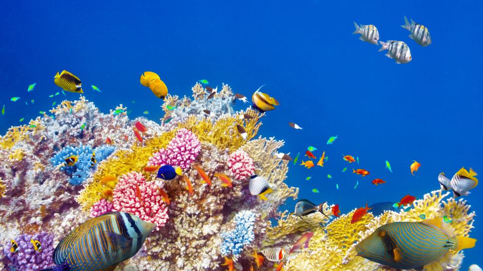 Underwater world, coral, tropical fishes, colorful wallpaper,Underwater HD wallpaper,World HD wallpaper,Coral HD wallpaper,Tropical HD wallpaper,Fishes HD wallpaper,Colorful HD wallpaper,3840x2160 wallpaper