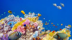 Underwater world, coral, tropical fishes, colorful wallpaper thumb
