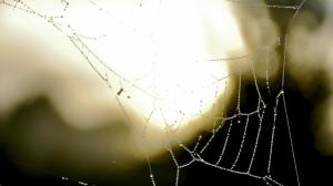 Wet spider web wallpaper thumb