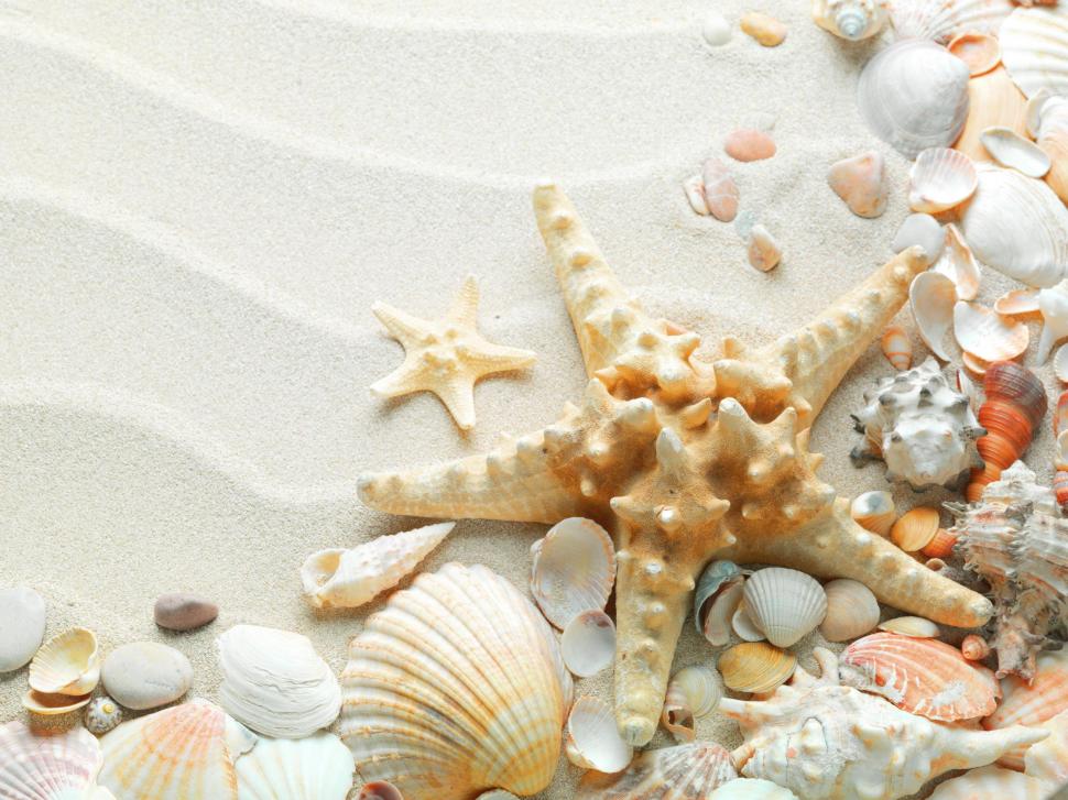 Seashells Starfish wallpaper | nature and landscape | Wallpaper Better