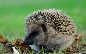 Hedgehog needle close-up wallpaper thumb