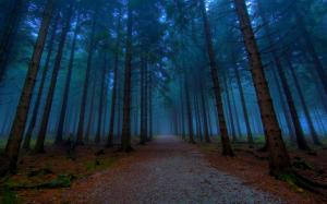 Mystical Forest Path wallpaper thumb