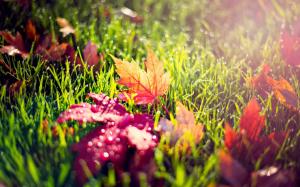 Yellow red leaves, green grass, dew wallpaper thumb