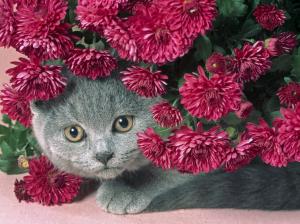 flowers hiding cat animal feline Pet HD wallpaper thumb