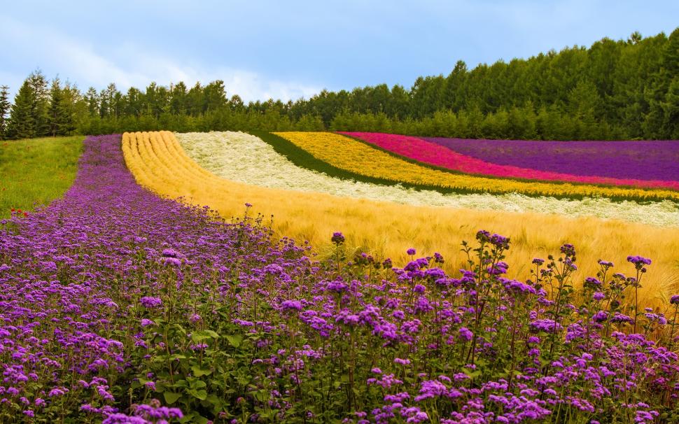 Different color flowers field, trees, Japan wallpaper,Different HD wallpaper,Color HD wallpaper,Flowers HD wallpaper,Field HD wallpaper,Trees HD wallpaper,Japan HD wallpaper,1920x1200 wallpaper
