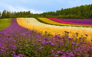 Different color flowers field, trees, Japan wallpaper thumb