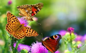 Beautiful insects, butterflies wallpaper thumb