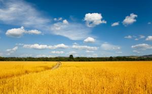 Wheat Field High Definition Nature s wallpaper thumb