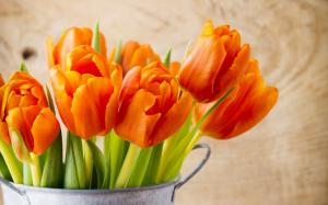 Beautiful Orange Tulips wallpaper thumb