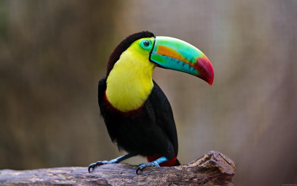 Toucan with nice colors wallpaper,toucan HD wallpaper,bird HD wallpaper,animal HD wallpaper,exotic HD wallpaper,2560x1600 wallpaper