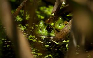 Frog Forest Water HD wallpaper thumb
