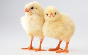 Two lovely chicks wallpaper thumb