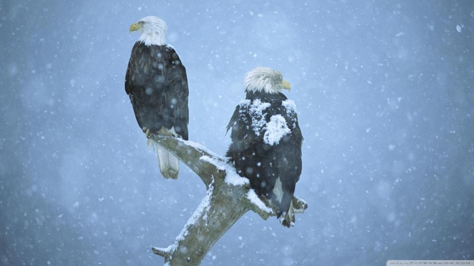 Bold Eagles In A Snow Storm In Alaska wallpaper,snow HD wallpaper,grey HD wallpaper,eagles HD wallpaper,branch HD wallpaper,animals HD wallpaper,1920x1080 wallpaper