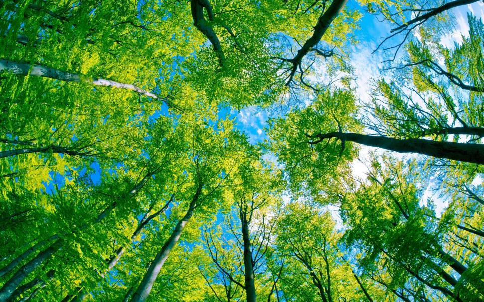Green Forest Tree And Pure Blue Sky wallpaper,green HD wallpaper,blue HD wallpaper,forest HD wallpaper,tree HD wallpaper,pure HD wallpaper,nature & landscape HD wallpaper,2560x1600 wallpaper
