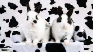 Spotted Bunnies wallpaper thumb