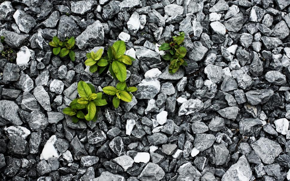 Plants between the stones wallpaper,nature HD wallpaper,background HD wallpaper,gray HD wallpaper,green HD wallpaper,1920x1200 wallpaper