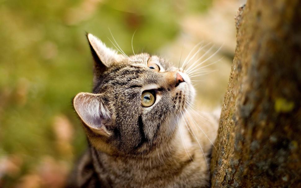 Cat Staring Up wallpaper,staring HD wallpaper,cute animals HD wallpaper,2560x1600 wallpaper