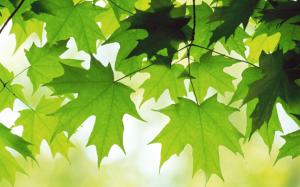 Green Maple Leaf wallpaper thumb