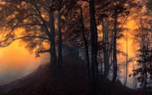 Nature, Landscape, Sunrise, Mist, Forest, Fall wallpaper thumb
