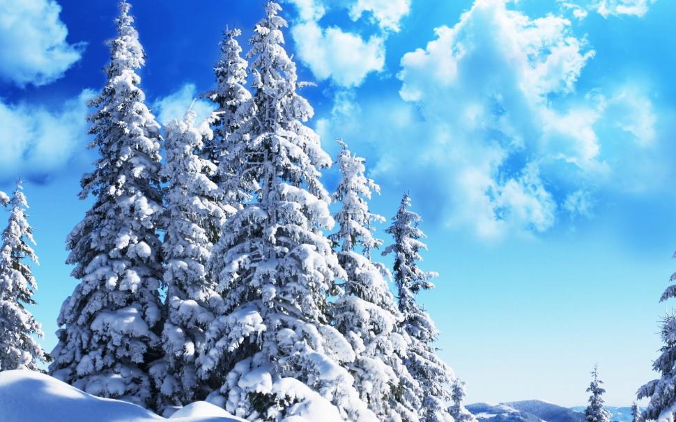 Wonderful Evergreens In Winter wallpaper,snow HD wallpaper,trees HD wallpaper,winter HD wallpaper,clouds HD wallpaper,nature & landscapes HD wallpaper,1920x1200 wallpaper