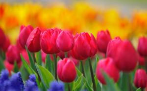 Red tulips, yellow flowers, hyacinths, spring nature wallpaper thumb