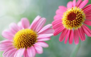 Soft pink, two flowers wallpaper thumb
