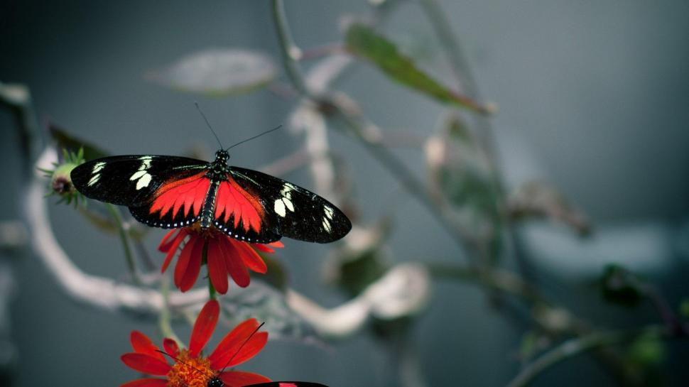 Red,white Black Beauty wallpaper,photography HD wallpaper,insect HD wallpaper,nature HD wallpaper,wings HD wallpaper,butterfly HD wallpaper,macro HD wallpaper,beauty HD wallpaper,animal HD wallpaper,animals HD wallpaper,1920x1080 wallpaper