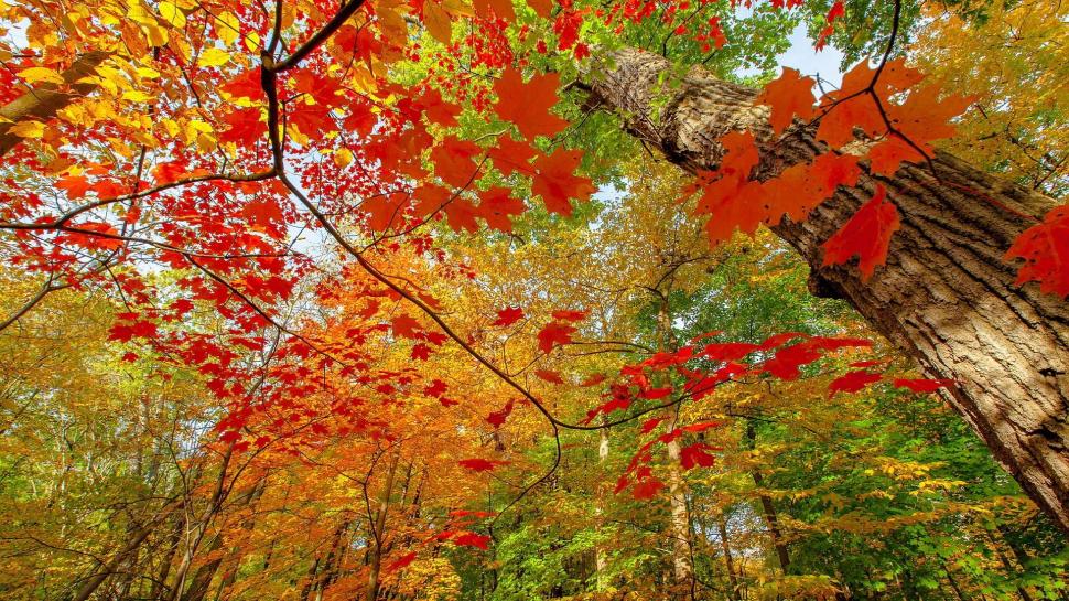 Autumn Colored Forest wallpaper,trunks HD wallpaper,forest HD wallpaper,leaves HD wallpaper,autumn HD wallpaper,nature & landscapes HD wallpaper,1920x1080 wallpaper