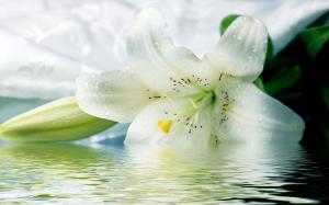 White Lilies wallpaper thumb