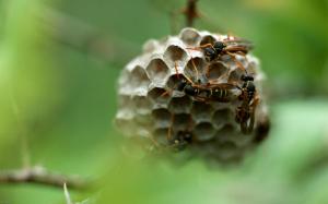 Wasp Nest wallpaper thumb