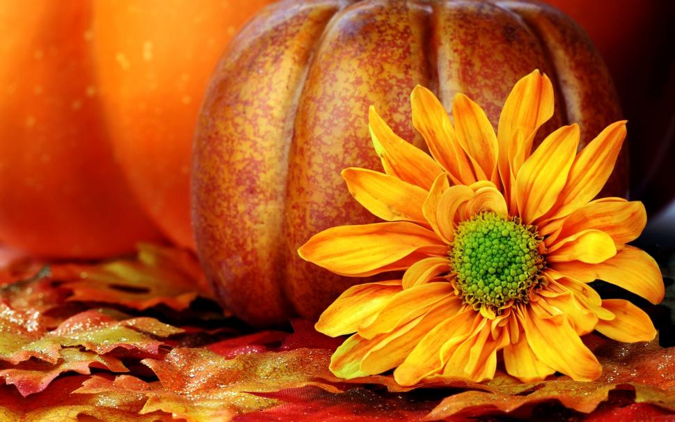 Pumpkins Sunflower  Download Desktop wallpaper,halloween HD wallpaper,happy halloween HD wallpaper,horror HD wallpaper,pumpkins HD wallpaper,1920x1200 wallpaper