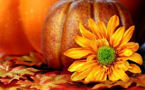 Pumpkins Sunflower  Download Desktop wallpaper thumb