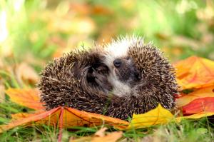 Hedgehog, nature wallpaper thumb