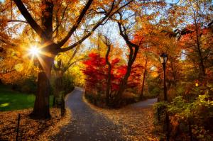 autumn, park, trees, light, morning, foliage wallpaper thumb